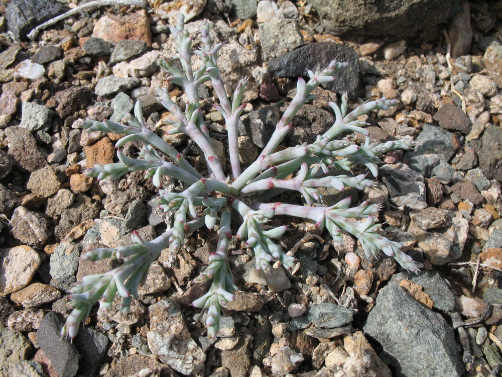 Изображение особи Anabasis eriopoda.