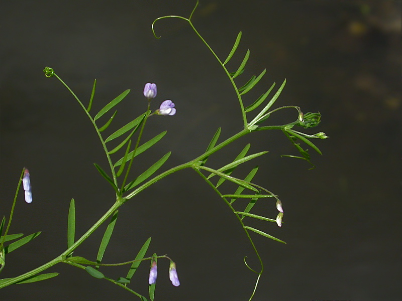 Image of Vicia tetrasperma specimen.