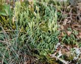 Diphasiastrum alpinum. Спороносящие растения. Бурятия, плато п-ова Святой нос, ≈ 1800 м н.у.м., каменистый склон. 22.07.2009.