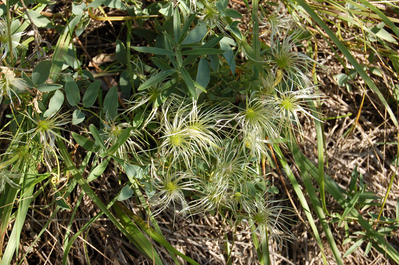 Изображение особи Clematis glauca.