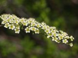 Spiraea hypericifolia