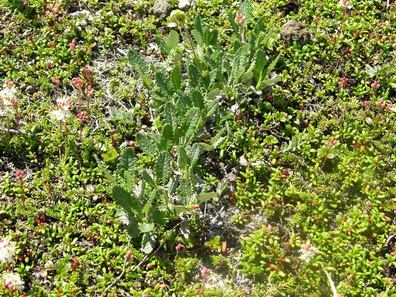 Image of Dryas punctata specimen.
