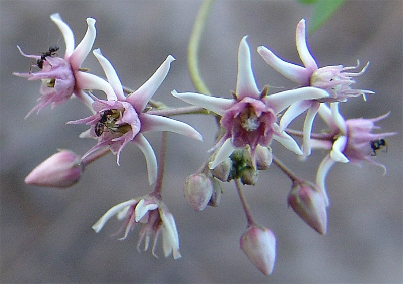 Image of Cynanchum acutum specimen.