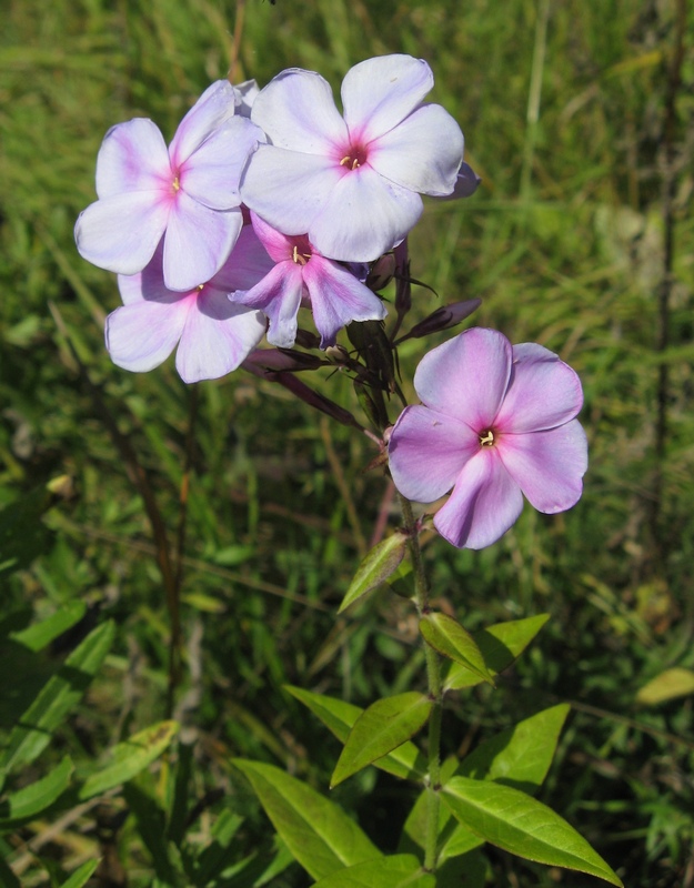 Image of Phlox paniculata specimen.