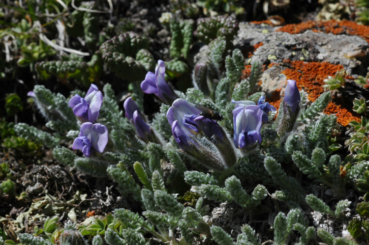 Image of Oxytropis chionobia specimen.