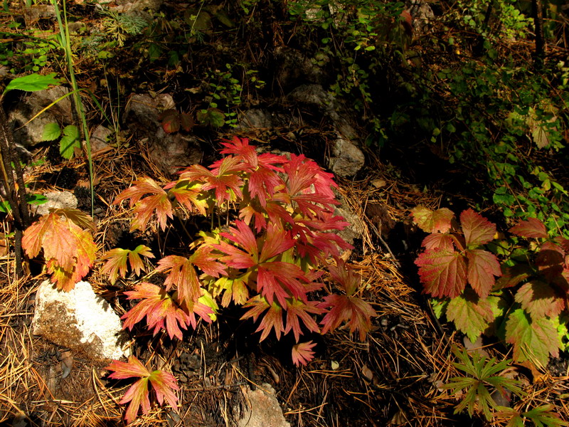 Image of Pulsatilla orientali-sibirica specimen.