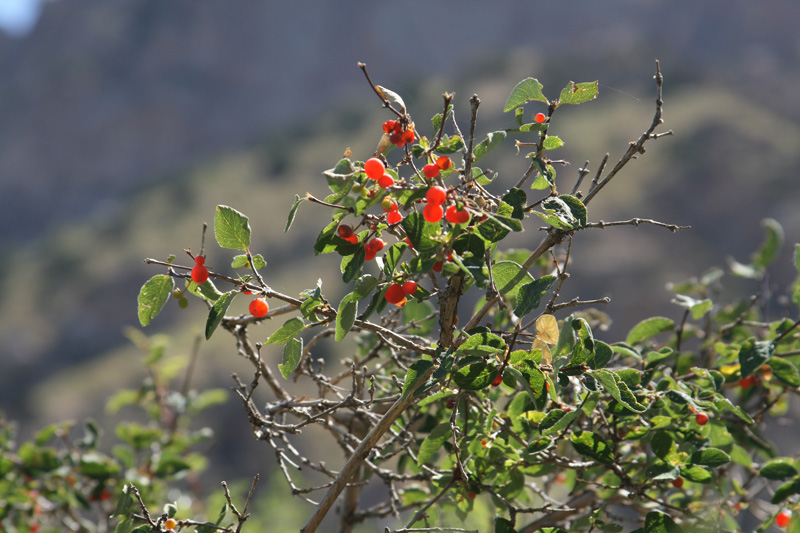 Image of Lonicera tianschanica specimen.