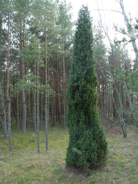 Изображение особи Juniperus communis.