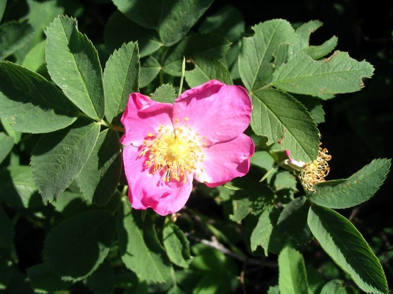 Image of Rosa cinnamomea specimen.