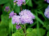 Ageratum houstonianum