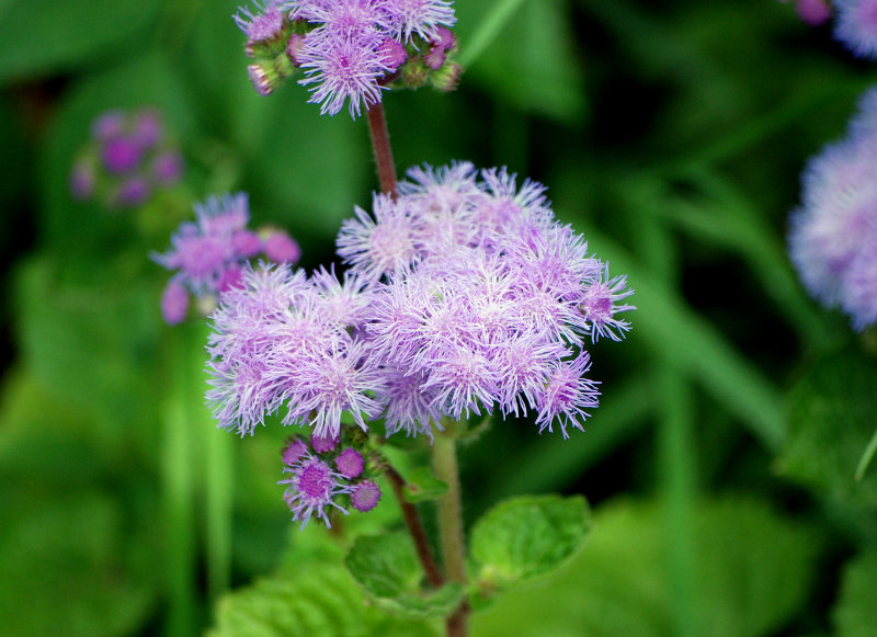 Изображение особи Ageratum houstonianum.