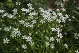 Stellaria holostea
