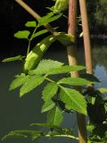 Angelica pachyptera
