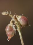 Oxytropis ervicarpa