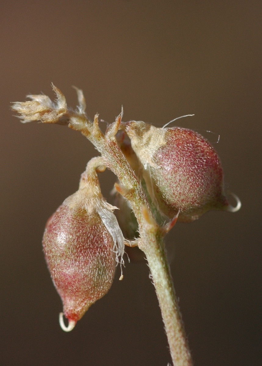 Image of Oxytropis ervicarpa specimen.