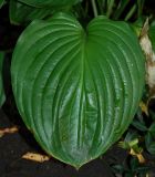 Hosta plantaginea