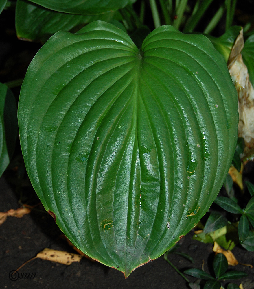 Изображение особи Hosta plantaginea.