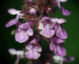 Stachys palustris. Цветки. Московская обл., Раменский р-н, окр. ж.-д. платформы Хрипань, просека под ЛЭП. 12.07.2015.