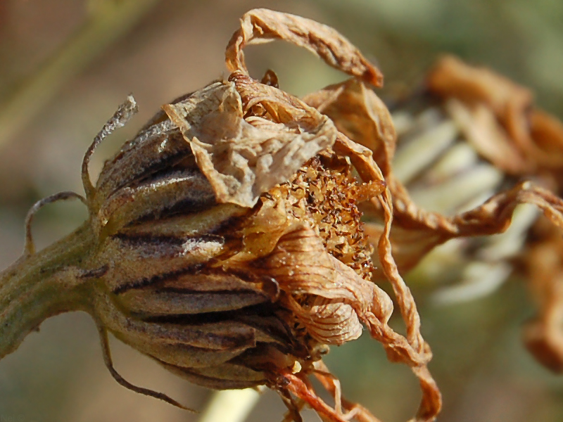 Image of Chrysanthemum sinuatum specimen.