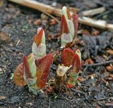 Reynoutria sachalinensis