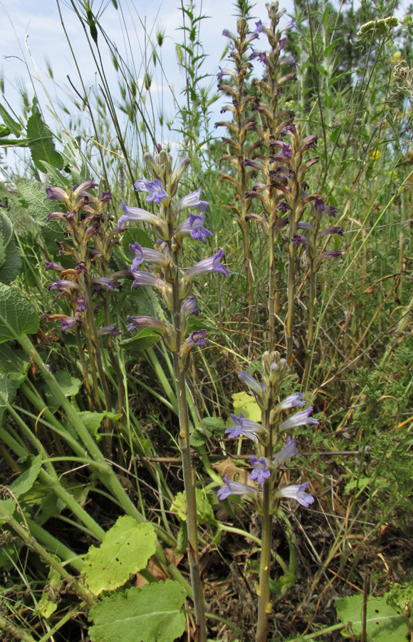 Изображение особи Phelipanche purpurea.