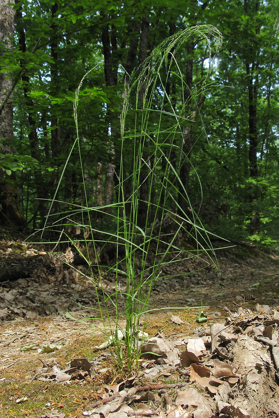 Изображение особи Poa nemoralis.