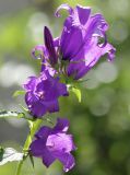 Campanula latifolia