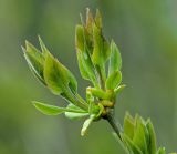 Syringa vulgaris