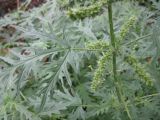 Urtica cannabina