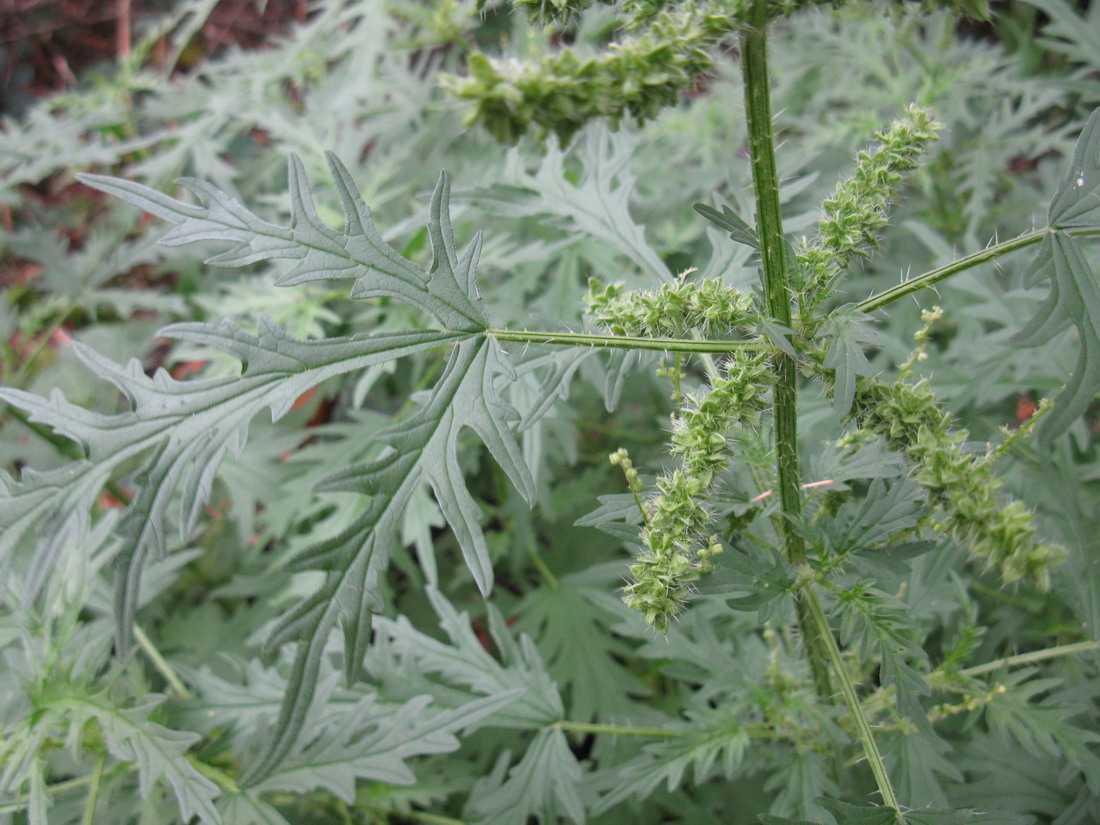 Изображение особи Urtica cannabina.