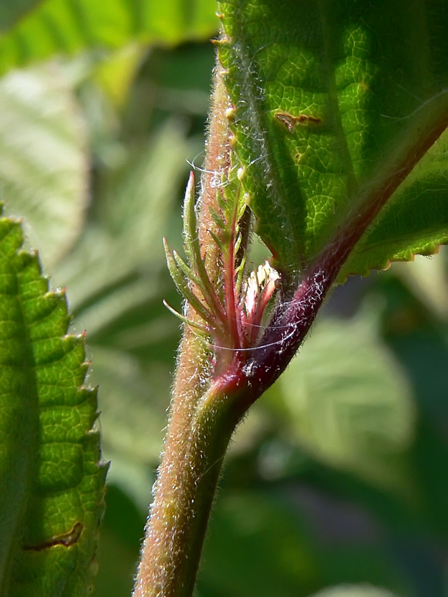 Image of Cerasus tomentosa specimen.