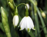 Leucojum aestivum