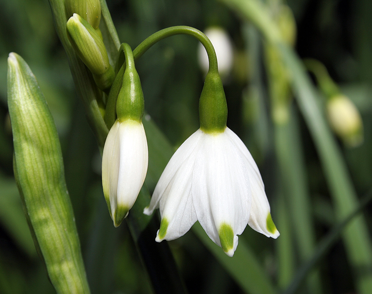 Изображение особи Leucojum aestivum.