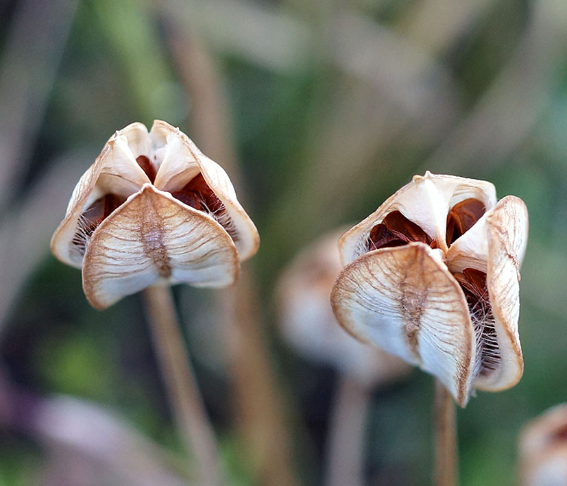 Изображение особи Tulipa binutans.