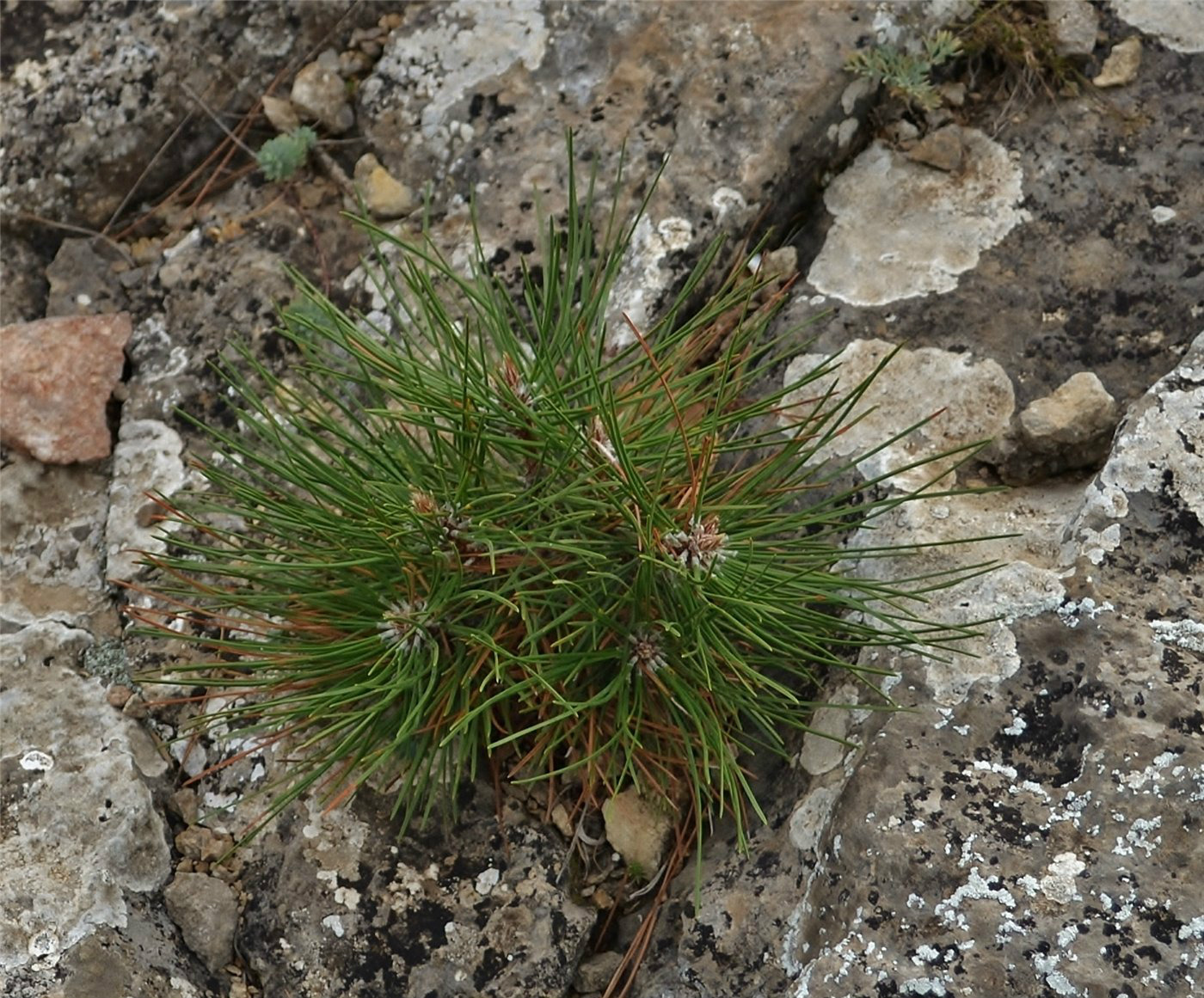 Изображение особи Pinus pityusa.