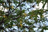 Tamarindus indica. Часть ветви цветущего дерева. Таиланд, Бангкок, в культуре. 17.06.2013.