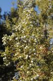 Juniperus osteosperma