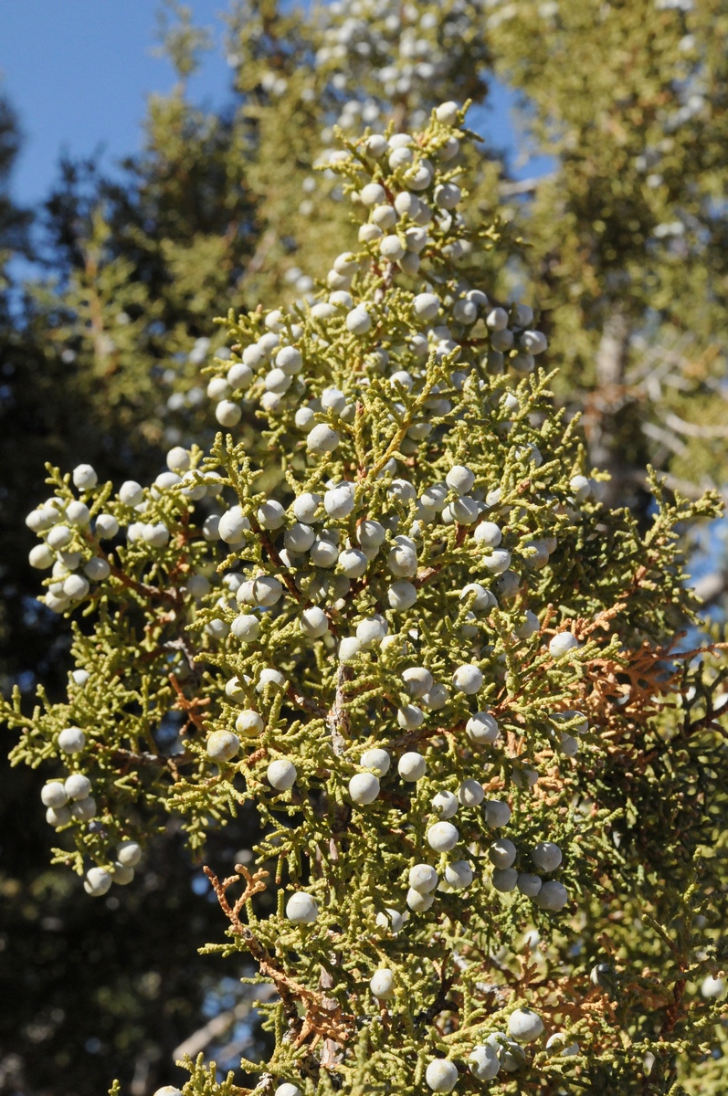 Image of Juniperus osteosperma specimen.