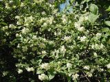 Philadelphus coronarius
