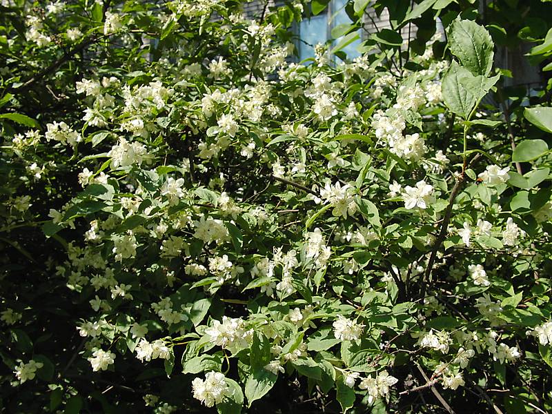 Изображение особи Philadelphus coronarius.