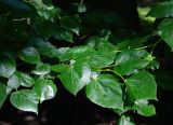 Tilia euchlora
