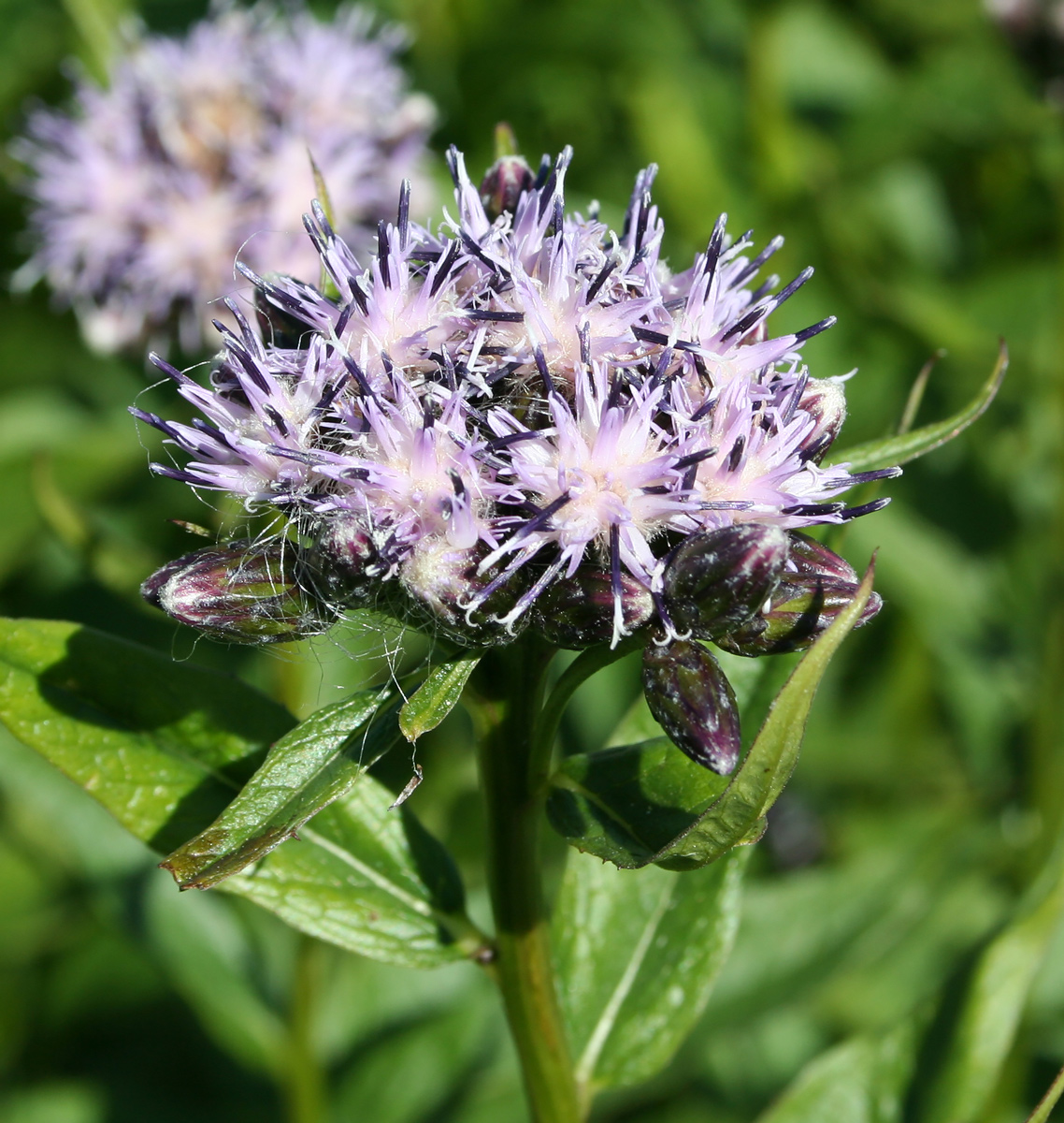 Изображение особи Saussurea latifolia.