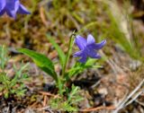 Campanula turczaninovii. Цветущее растение. Иркутская обл., берег озера Байкал, окр. пос. Большие Коты, опушка сосново-лиственничного леса. 02.07.2015.