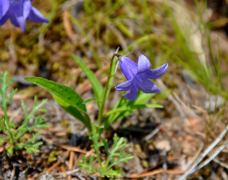 Изображение особи Campanula turczaninovii.