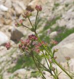 Asperula supina