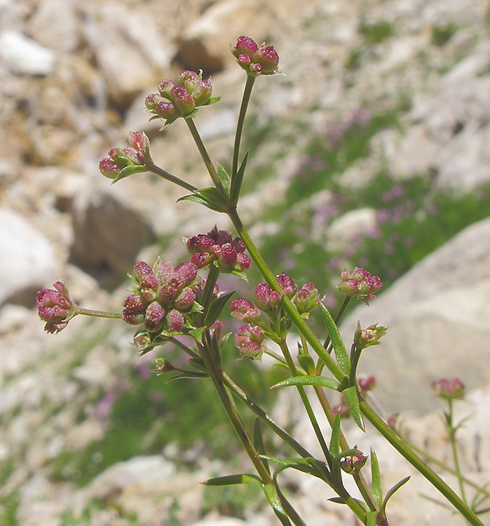 Image of Asperula supina specimen.