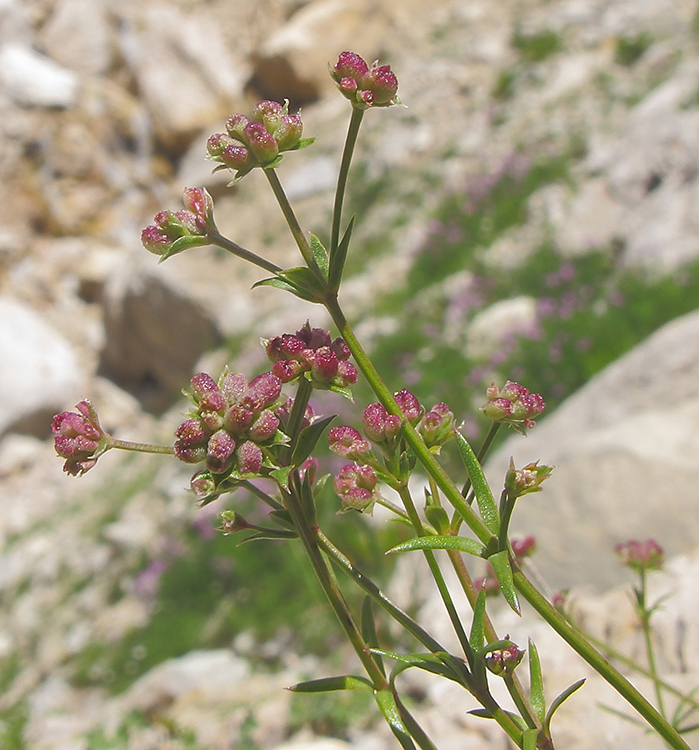 Изображение особи Asperula supina.