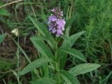 Stachys palustris. Верхушка цветущего растения. Иркутская обл., Иркутский р-н, долина р. Иркут, луг. 16.07.2015.