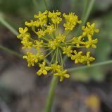 Image of taxon representative. Author is Роланд Цандекидис