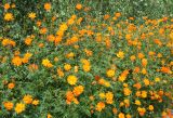 Cosmos sulphureus